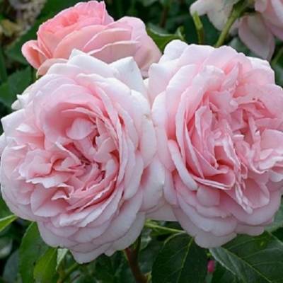 Роза Вояж в горшке - Dolinasad.by