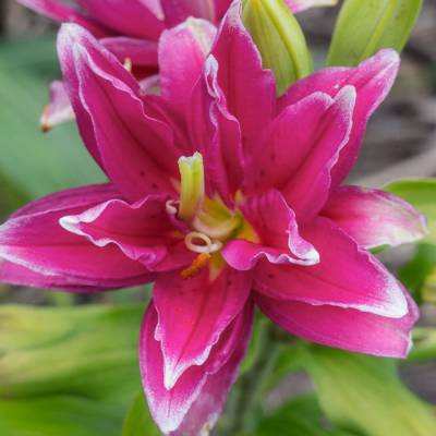 Лилия Роузлили Елена Лилия Роузлили Елена - Dolinasad.by