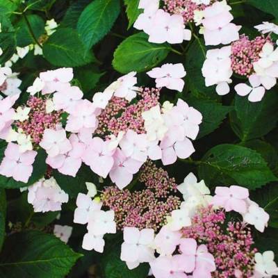 Гортензия крупнолистная Мариесии Грандифлора, С2 - Dolinasad.by