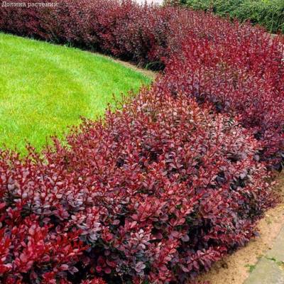 Барбарис Тунберга Атропурпуреа, С7,5 - Dolinasad.by