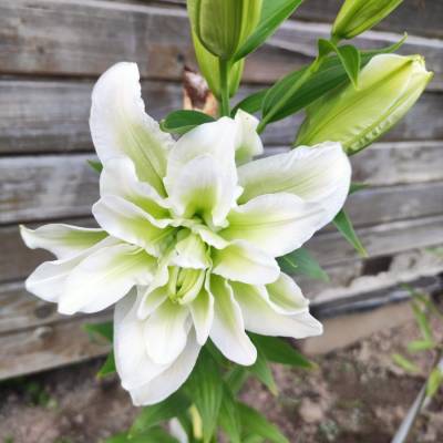 Лилия Роузлили Джоэлла - Dolinasad.by