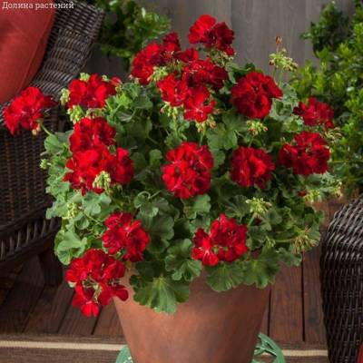 Пеларгония полуампельная Дарк Ред - Dolinasad.by