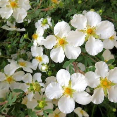 Лапчатка кустарниковая Сноуфлейк, С3 - Dolinasad.by