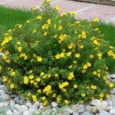 Лапчатка Аннет, С3 - Dolinasad.by