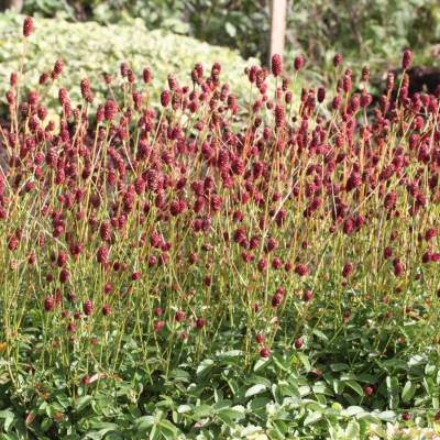 Кровохлебка лекарственная Кровохлебка лекарственная - Dolinasad.by