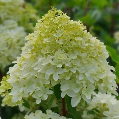 Гортензия метельчатая Пикачу - Dolinasad.by