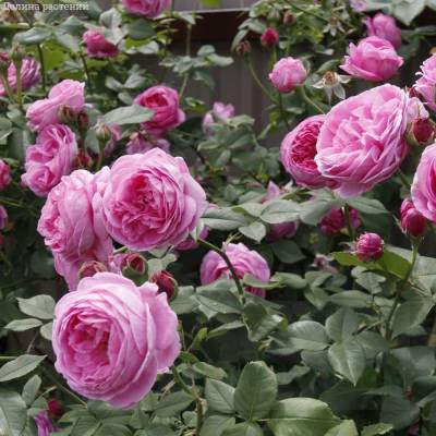 Роза Луис Одьер - Dolinasad.by