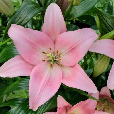 Лилия Лексингтон Лилия Лексингтон - Dolinasad.by