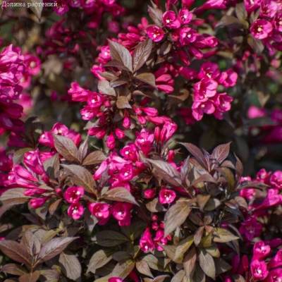 Вейгела цветущая Блэк Руби - Dolinasad.by