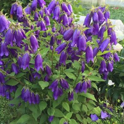 Колокольчик Сарастро - Dolinasad.by