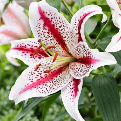 Лилия Тайгервудс - Dolinasad.by