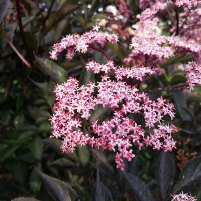 Бузина черная Блек Тауэр, С3 - Dolinasad.by