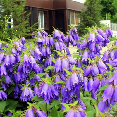 Колокольчик Сарастро - Dolinasad.by