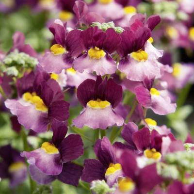 Немезия Ферри Киссез Бойсенберри - Dolinasad.by