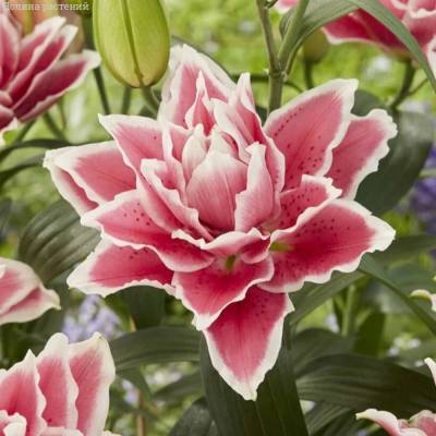 Лилия Роузлили Саманта - Dolinasad.by