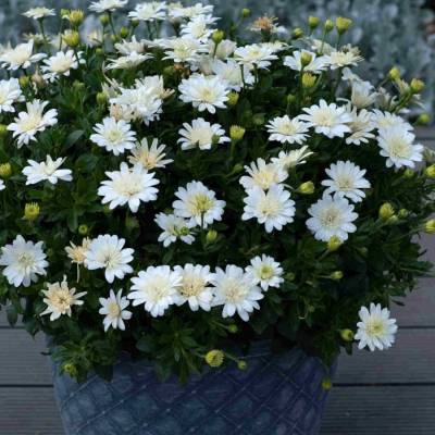 Остеоспермум 3Д Нанук - Dolinasad.by