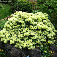 Рододендрон Шемрок фото