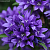 Колокольчик гломерата Генти Блю , С1,5 фото