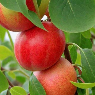 Нектарин Фантазия - Dolinasad.by