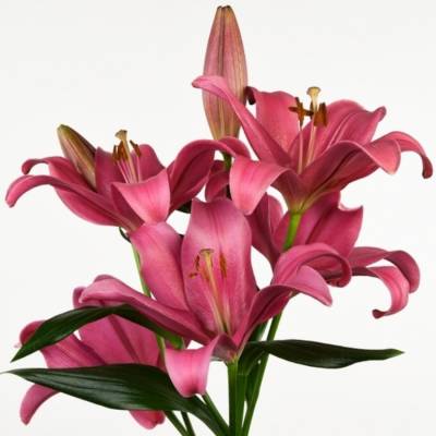 Лилия Индиан Саммерсет - Dolinasad.by