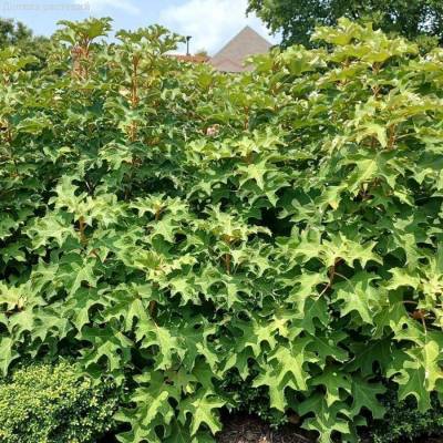 Гортензия дуболистная Айс Кристал, С2 - Dolinasad.by