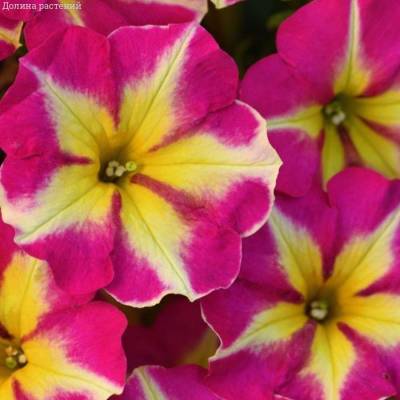 Петуния Крейзитаня Пинк Фламинго - Dolinasad.by