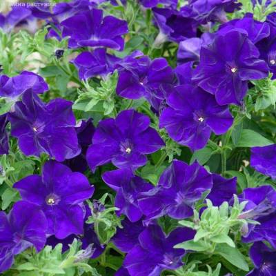 Петуния Оватион Блю Вельвет - Dolinasad.by