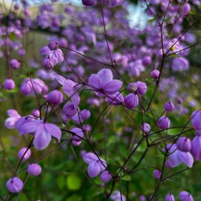 Василистник делавея - Dolinasad.by