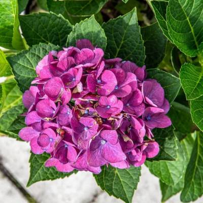 Гортензия крупнолистная Джип Блю - Dolinasad.by