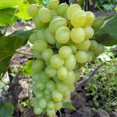 Виноград Регал - Dolinasad.by