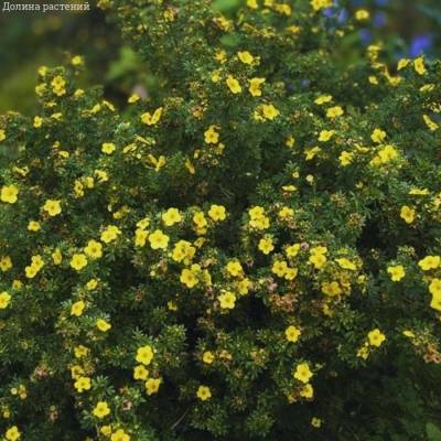 Лапчатка кустарниковая Хакманс Гигант, С1,5 - Dolinasad.by