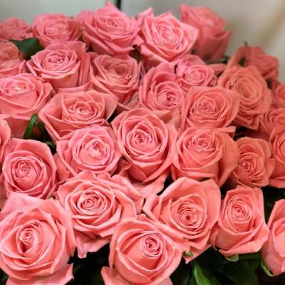 Роза Анна Каренина Роза Анна Каренина - Dolinasad.by