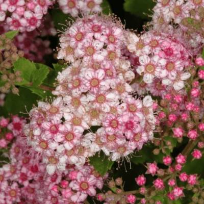 Спирея японская Манон, С5 - Dolinasad.by