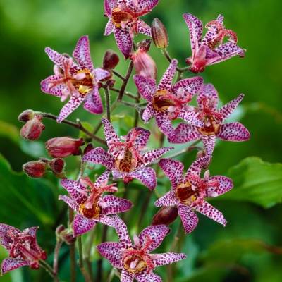 Трициртис формозский Дарк Бьюти - Dolinasad.by