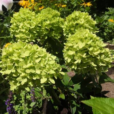 Гортензия метельчатая Би Грин, С2 - Dolinasad.by