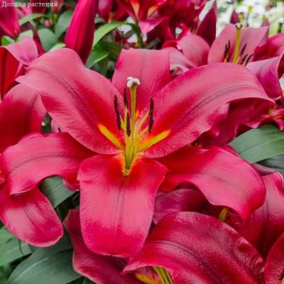 Лилия Ластинг Лов Лилия Ластинг Лов - Dolinasad.by