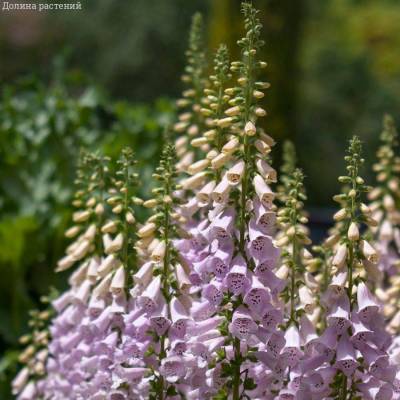 Наперстянка пурпурная Виртуоза Лавендер - Dolinasad.by