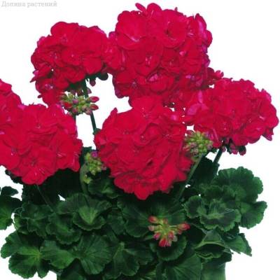 Пеларгония зональная Класик Диаболо - Dolinasad.by