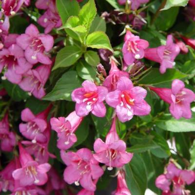 Вейгела Румба, С3 - Dolinasad.by