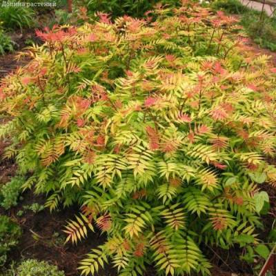 Рябинник рябинолистный Сэм, С3 - Dolinasad.by