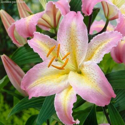 Лилия Капитан Триколор Лилия Капитан Триколор - Dolinasad.by