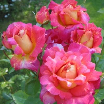 Роза Декор Арлекин в горшке - Dolinasad.by