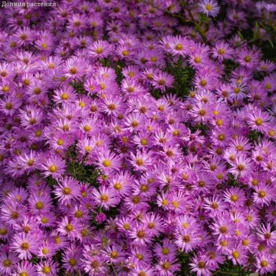 Астра кустарниковая Хербстгрусс вос Бруссурхоф - Dolinasad.by