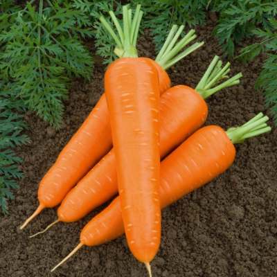 Морковь на ленте Золотая осень 8 м фото