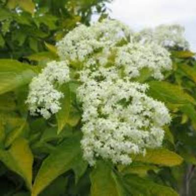 Бузина чёрная Ауреа, С3 Бузина чёрная Ауреа, С3 - Dolinasad.by