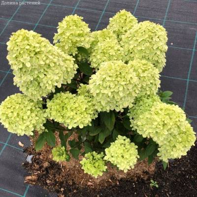 Гортензия метельчатая Литл Пассион, С2 - Dolinasad.by