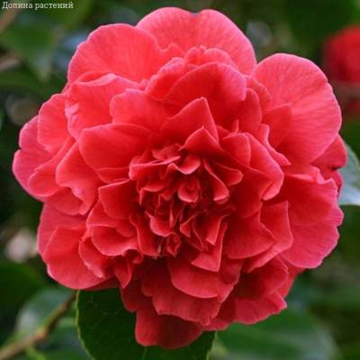 Камелия японская Крамерс Суприм Камелия японская Крамерс Суприм - Dolinasad.by