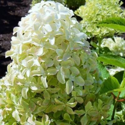 Гортензия метельчатая Мэджикал Лайм Спаркл, С2 - Dolinasad.by