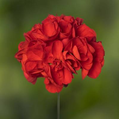 Пеларгония зональная Класик Диаболо - Dolinasad.by