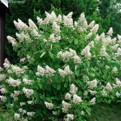 Гортензия метельчатая Киушу, С3 - Dolinasad.by